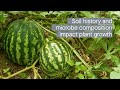 Effect of soil microbes and soil history on grafted and ungrafted watermelon growth