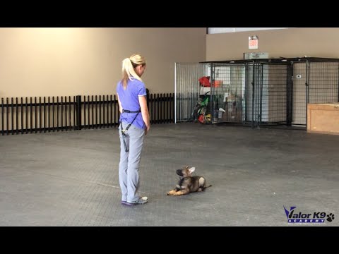 German Shepherd puppy obedience training | 9 weeks old | Valor K9 Academy, LLC German Shepherd puppy obedience training | 9 weeks old | Valor K9 Academy, LLC