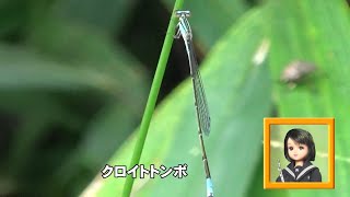 30秒の心象風景25819・草藪で浮遊～イトトンボ～