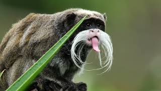 Moustache Monkey Emperor Tamarin #monkey #wildlife #animals #nature #travel #film #moustache