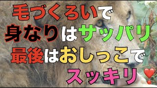 【円山動物園ライオン】毛づくろいで身なりはサッパリ最後はおしっこでスッキリ❣️