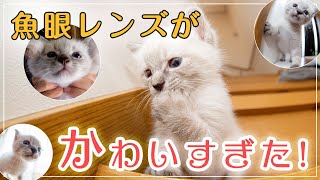 こねこの猫パンチ！！魚眼レンズで撮る動画がやばすぎた〜かわいい猫の撮り方。