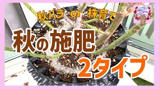 秋の施肥、2タイプ！さあ、あなたのバラはどっち⁉