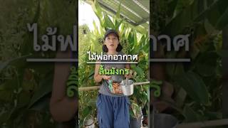 ไม้ฟอกอากาศ #เกษตรอินทรีย์ #diy #เกษตรป๊อบป๊อบ #โตเต็มฟาร์ม #ปลูกผักกินเอง #gardening