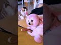 sneak attack cat catsoftiktok cutecat catsoftiktok fypage foryou funnyvideos funny funny