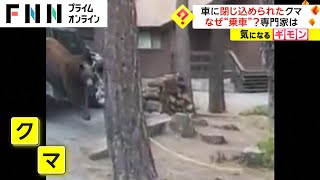 車に閉じ込められたクマ　なぜ“乗車”?　専門家は　アメリカ