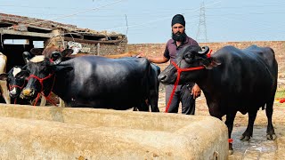 ਰਵੀ ਠੱਠੀਆਂ ਖੁਰਦ ਕੋਲ 3 ਵਹਿੜਾ 2 ਮੱਝਾਂ ਵਿਕਾਉ। 3 ਪਸ਼ੂ ਸੂਏ 2 ਗੱਬਣ ਤਿਆਰ। ਤਰਨਤਾਰਨ