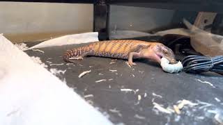 藍舌寶寶吃蠶蟲寶寶, Northern Blue-tongued Skink baby eats silkworm