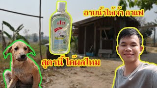 อาบน้ำให้หมา​ เจ้ากาแฟ​ สูตรแชมพูสมุนไพรจะได้ผลหรือเปล่า บ้าน​หลัง​น้อย​ พลังงานทดแทน