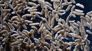 New research shows a tiny, regenerative worm could change our understanding of healing