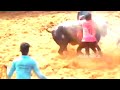 karadikkal jallikattu 2023 கரடிக்கல் ஜல்லிக்கட்டு 2023