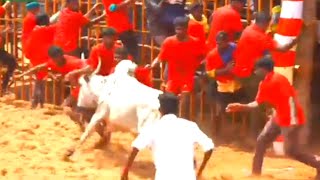 Karadikkal jallikattu 2023 || கரடிக்கல்  ஜல்லிக்கட்டு 2023