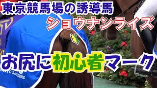 2021 天皇賞(秋)デー 東京競馬場の誘導馬 ショウナンライズ お尻に初心者マークを付けて頑張る!! 現地映像