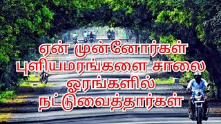 ஏன் முன்னோர்கள்  புளியமரங்களை  சாலை ஓரங்களில்  நட்டுவைத்தார்கள் #puliyamaramhelthbenefits #tamarind