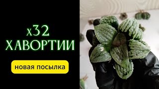 Заказала Хавортии из Кореи / Обзор 32-х суккулентов