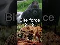 Gorilla vs jaguar