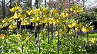 Fritillaria imperialis 'Lutea' (yellow \