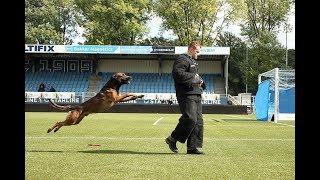 belgian malinos dog - knpv dog - Barry Brn 33377 - champion PH1  2018