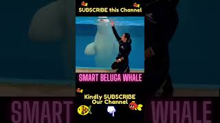 Beluga Whale follow her #Shorts #Entertainment #Fish