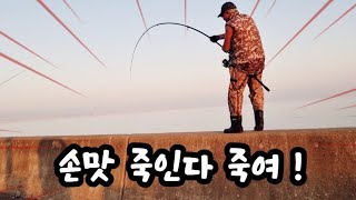 이곳은 2kg~7kg 대물을 쉴세없이 잡을수 있습니다 #바다생활  #영종도 #fishing