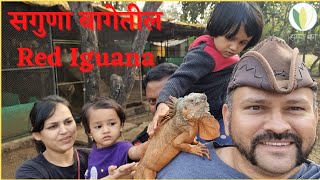 सगुणा बागेत Dinosaur, नवीन Iguana, Red Iguana, Saguna Baug Agro Tourism, लाल सरडा, American Iguana