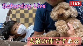 【🔴ライブ】犬とリアルタイムで触れ合うSaturday Live#43【トイプードル】