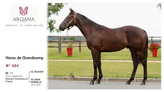 Arqana August Sale 2023 - N°424 - M. - Al Wukair x Elusive Pernilla, présenté / Haras De Grandcamp