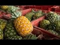 Ghana SDF: Pineapple Experts Bring Skills to Ghana’s Pineapple Belt