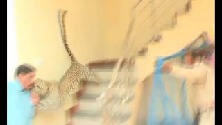 Leopard attacks residents of a house in India, in sheer panic, as it gets trapped inside