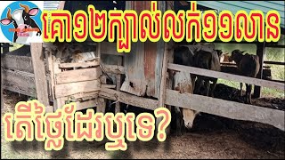 តើថ្លៃដែរឬទេគោ១២ក្បាល់១១លានរៀល?