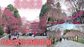 ［九族文化村櫻花祭］2023櫻花大部分都接近滿開了；賞櫻拍攝路線1.纜車起點夜櫻區2.上方纜車到魯凱族櫻花3.吉野櫻到櫻花大道富士櫻再到下方櫻花林4.最後刺激的九族遊樂設施