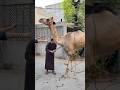 Angry Camel Qurbani 2026 🐪❤️ #Eid #shortsfeed #eiduladha #camel #foryou #cow #goat #ytshorts #fy