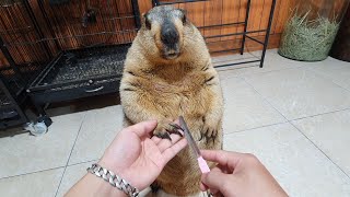 funny marmot freezes for 2 minutes to file nails