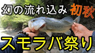 幻の流れ込み！初秋スモラバ祭り