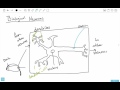 an introduction to biological neurons