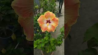 Tropical hibiscus|| Today Blooming #hibiscus