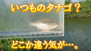 【小物釣り】いつもと違う(？)タナゴが釣れた！ついでに五目釣りも達成！？【川の隅っこ】microfishing in saitama  japan.