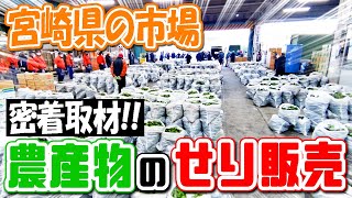 宮崎県の市場へ、農産物のせり販売へ密着！