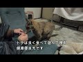 娘猫のナイトルーティンがほのぼの