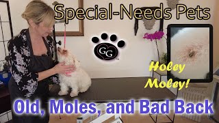 Grooming Your Special-Needs Pet - Old, Moles, and Bad Back - Gina's Grooming