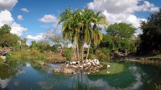 美国奥兰多迪士尼动物王国 | Walt Disney World Animal kingdom