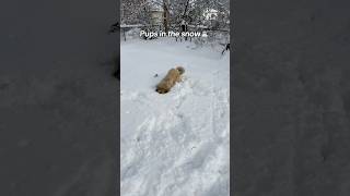 Bruno \u0026 Izzy in the snow! #snow #pups #dogs