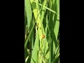 lady bug eat rice flower. អណ្ដេីកមាសបំផ្លាញផ្កាស្រូវ