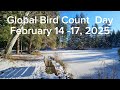 global bird count day birdcount birdwatch birds