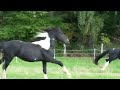 baroque pinto stallion and fries stallion