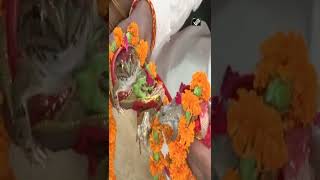 Two frogs married in Gorakhpur with rituals to please ‘Indra Dev’