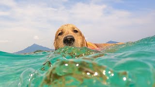 【世界が認めた若狭和田ビーチ】に大興奮のゴールデンレトリバーの子犬アトム