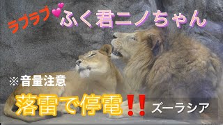 ラブラブ💕ふく君とニノちゃん。　　落雷で停電になっちゃった！