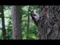 Дятел и грецкий орех. Впервые такое вижу woodpecker and walnut for the first time i see this