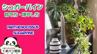 シュガーバインの育て方・増やし方【くまパン園芸】